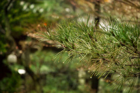 Pine branch close up after rain on blurred colorful background forest