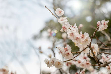 Beautiful flowering Japanese cherry - Sakuraの写真素材