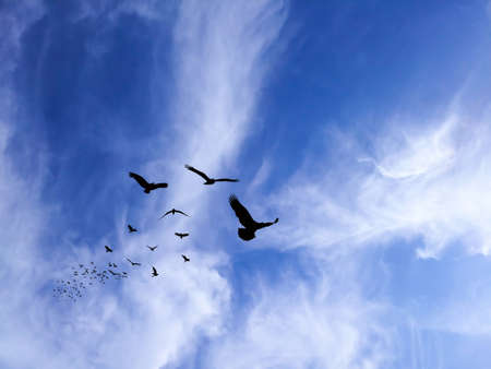 Birds silhouette in the painted blue mountain skyの写真素材