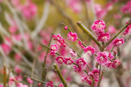 Beautiful flowering Japanese cherry - Sakuraの写真素材