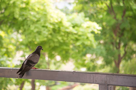 dove perching on the old steel fenceの写真素材
