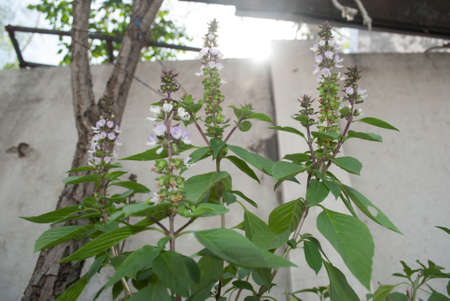 basilの写真素材