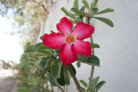 Red Dawnの写真素材