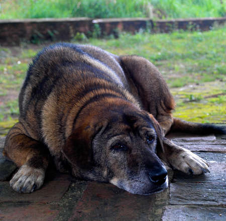 Brown dog Sleepの写真素材