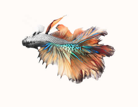 Siamese fighting fishcolorful half moon isolated on white background.
