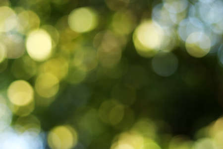 abstract bokeh green background and green blurred background and backdrop blur on naturalの写真素材