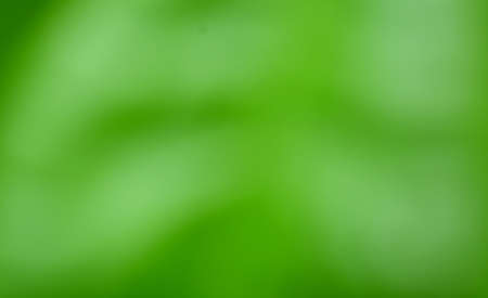 blur or bokeh green background lush with light shiny of spring. texture green blur nature with sunny bright day. foliage blur wallpaper and gradient ray. design concept of card website or template artの写真素材