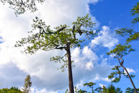 Meadow Tropical Forest