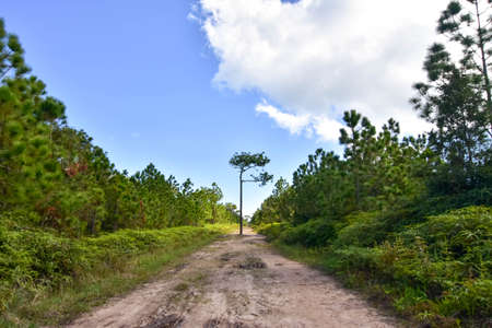 Tree in the streetの写真素材