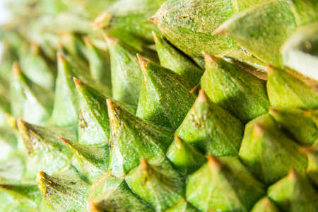 The close up to Thorns of durianの写真素材