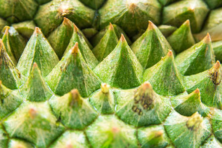 The close up to Thorns of durianの写真素材