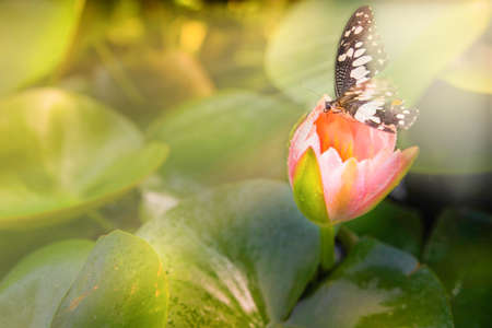 Pink lotus on the river, Butterfly the topの写真素材