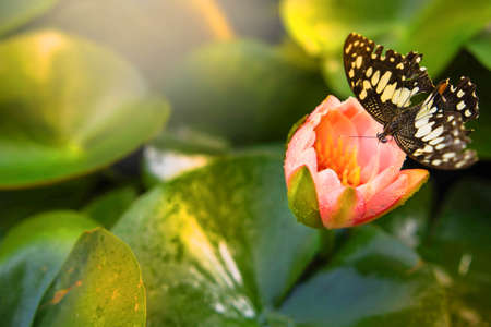 Pink lotus on the river, Butterfly the topの写真素材