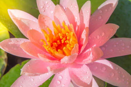 Pink lotus on the riverの写真素材