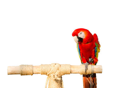 red parrots beautiful and white backgroundの写真素材