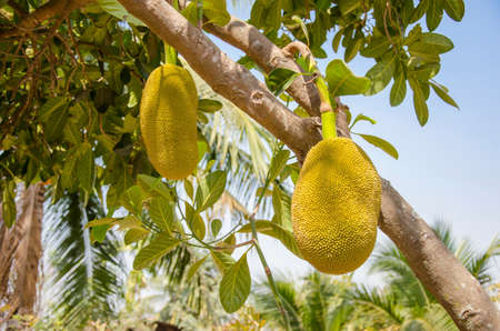 jackfruit grown among coconut orchard.の写真素材