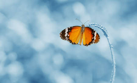 Butterfly is a beautiful and blur background in the picture is low dept of field.の写真素材