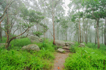 The way closed by stone in the forest.の写真素材