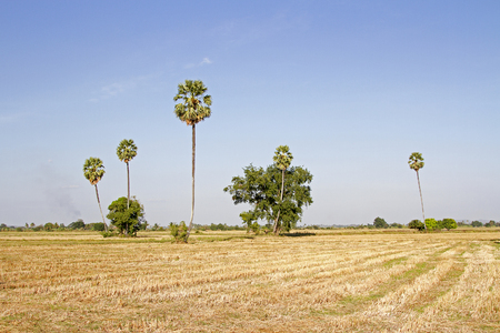 Fields and rice straw and rice stubble and sugar palm and evening and cornfield backgroundの写真素材