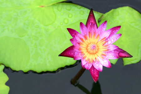 Lotus flower plants and  beautifulの写真素材