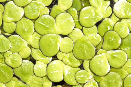 duckweed in background and green background in close upの写真素材
