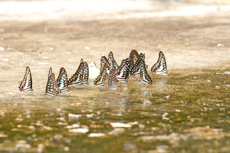 A pretty butterfly on a soil backgroundの写真素材