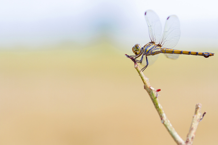 Dragonfly hanging on the dry branches on daylightの写真素材