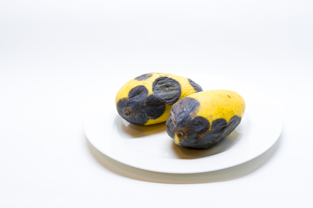 Mango rot in a white plate on a white background.の写真素材