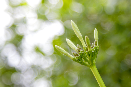 Plumeria flower bud with green bokeh backgroundの写真素材