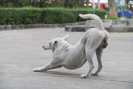 Male dog white and dirty on the cement floor color in parkの写真素材