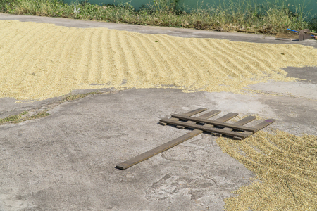 Paddy or rice drying by sun light and wood rake.の写真素材