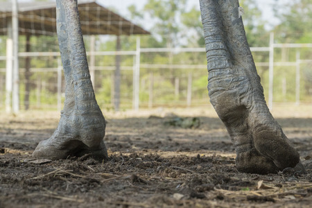 Paw of ostrich standing on the groundの写真素材