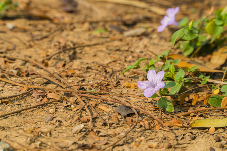 Pink flowers and green leaves are on the ground.の写真素材