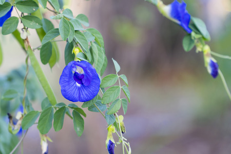 Cucumber flowers are with the tree are beautifulの写真素材