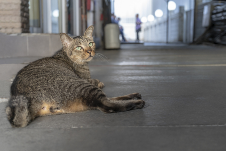 Gray cat in the building in low light.の写真素材
