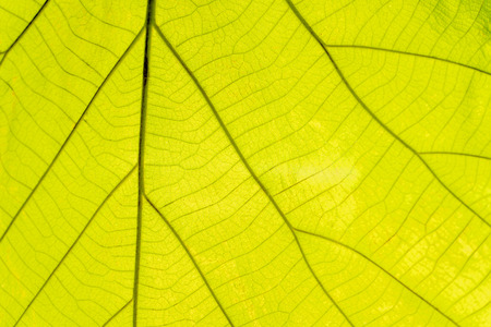 Leaf green of fibers for the background