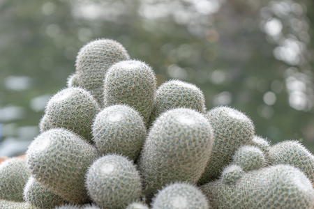 Many gray cactus and bokeh backgrounds.の写真素材