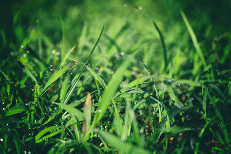 Grass green with dew and black frameの写真素材