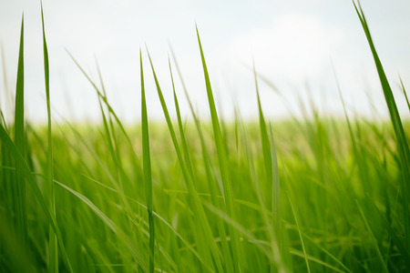Green rice in the morning for background