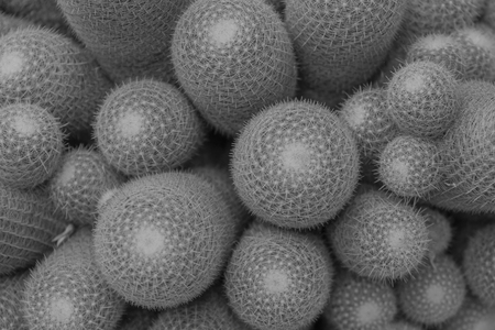 Top view of cactus in the garden of Monochromeの写真素材