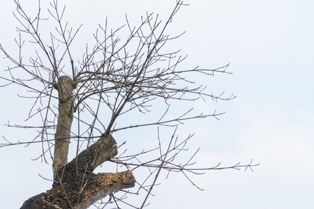 Top tree of dry wood with blue sky.の写真素材