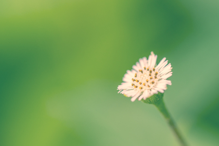 Flower on green background on spring summer nature garden,の写真素材