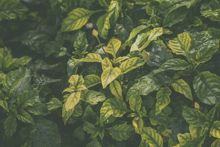 Leaves or greenleaf texture background in gardenの写真素材