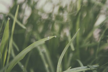 Green rice in the morning for backgroundの写真素材