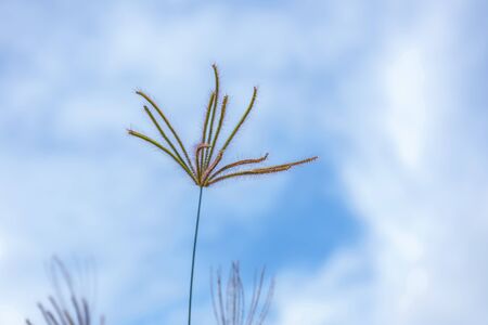 Grass flowers  flora with blue sky backgroundの写真素材
