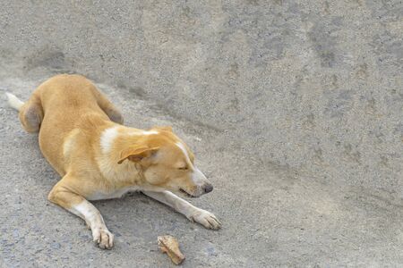 Stray dog eating on the ground or vagrant dogの写真素材