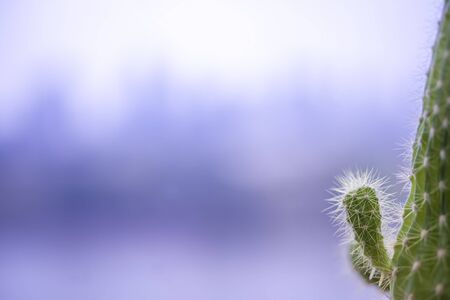 Cactus background and free space copy spaceの写真素材