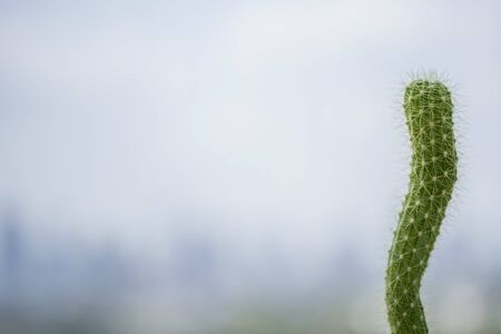 A cactus green on the city backgroundの写真素材
