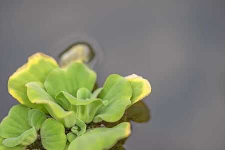 Duckweed in background and green background in close upの写真素材