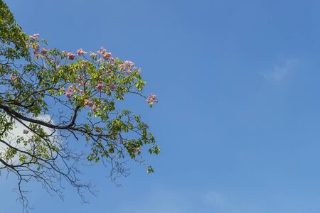 Under the big tree and with branch magnifyの写真素材